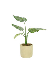 Mr Plant Of Sweden Artificial Calathea Plant With Cement Pot