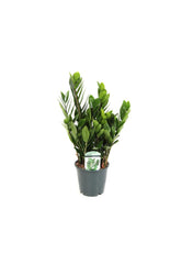 ZZ Indoor Plant 80cm
