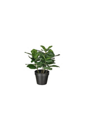 Artificial Potted Plant In Outdoor Clusia