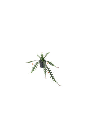 Artificial Potted Plant Indoor Outdoor Saw Cactus Hanging