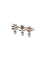 Artifi Potted Plant With Pot Set Of 3 Indoor Outdoor Painted Nettle