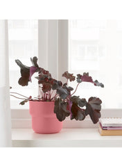 Plant Pot Indoor Outdoor Pink 12cm