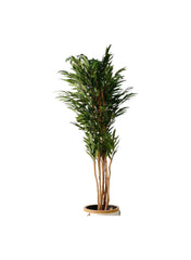 Pacific Fiscus Artificial Tree 180 Cm
