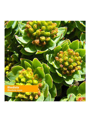 Rhodiola Root Extract Herbal Supplement 30ml