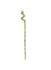 Lucky Bamboo Curly 2 x 2 x 65cm